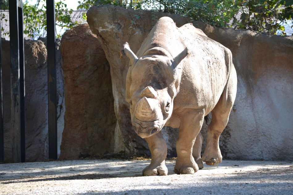 El rinoceronte estaba bien amigable