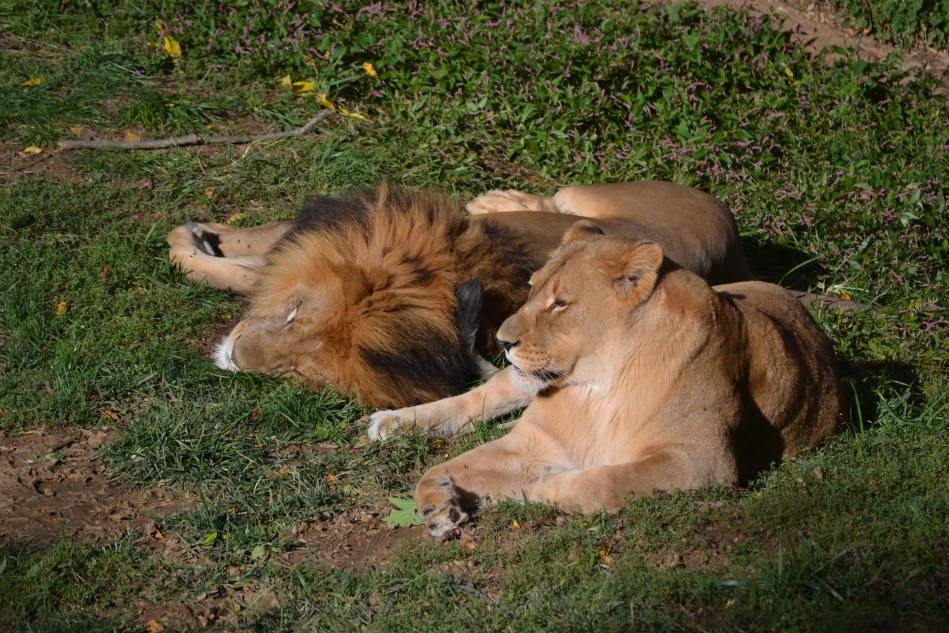 Los leones tomando la siesta