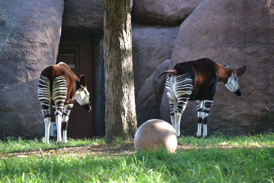 Los okapis, aunque tienen rayas como las zebras, están mas relacionados con las jirafas.