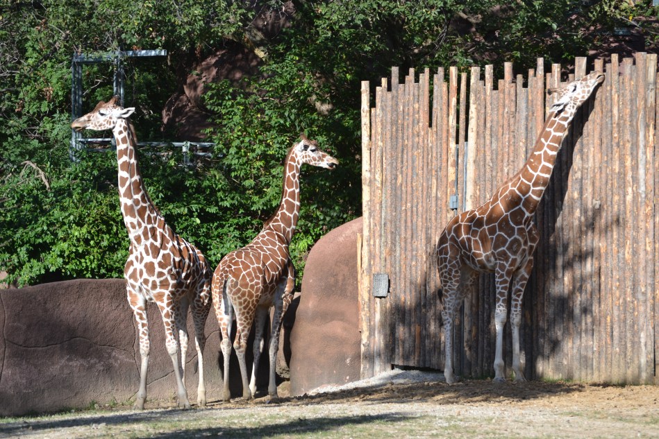 Mis favoritas, las jirafas